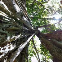 The Mugumo Tree